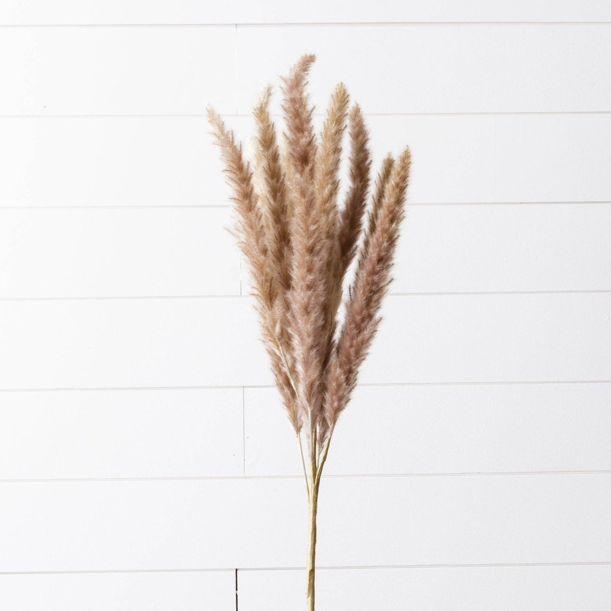 Audrey's Home & Gift - Branch - Dried Pampas, Brown (PC)
