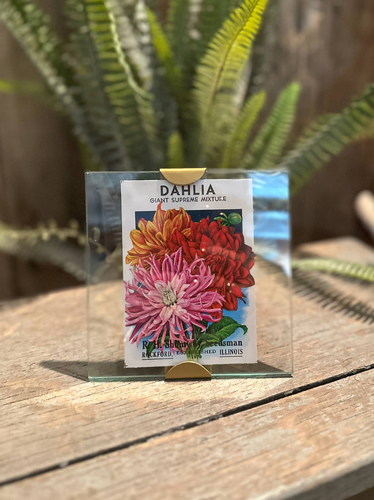 Made Market Co. - Scallop Frame 5X5