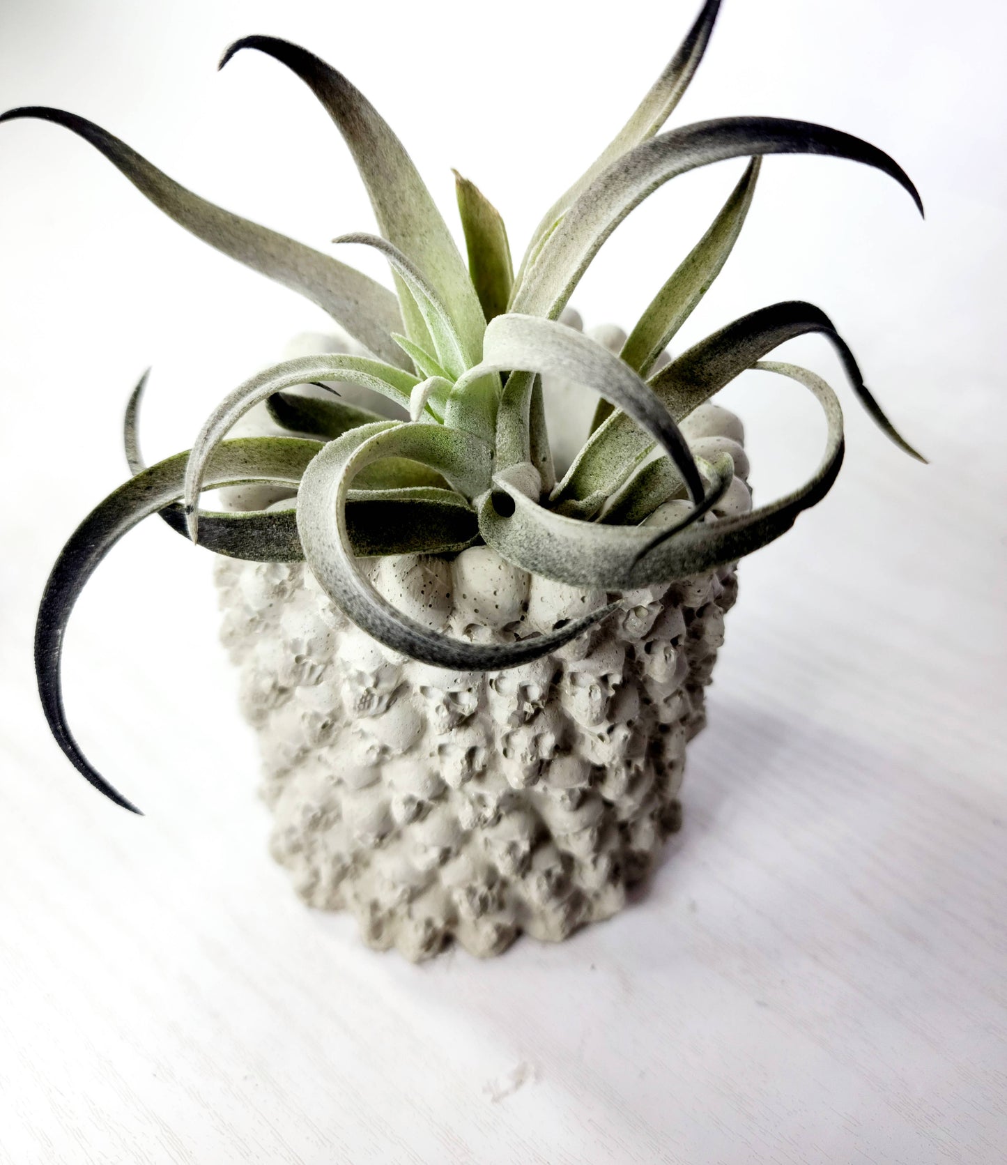 Many Skull Concrete Vase Air plant Pot | Pen Holder Planter